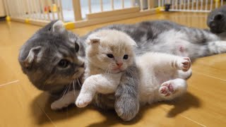 Offense and defense between kittens who wants to go out and a mother cat who does not want to go out