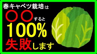 【春キャベツの育て方】初心者向けに失敗しないコツを解説！追肥時期はいつ？冬越しさせる時は何に注意する？トウ立ちってなに？【秋に種をまいて春に収穫するのが春キャベツです】