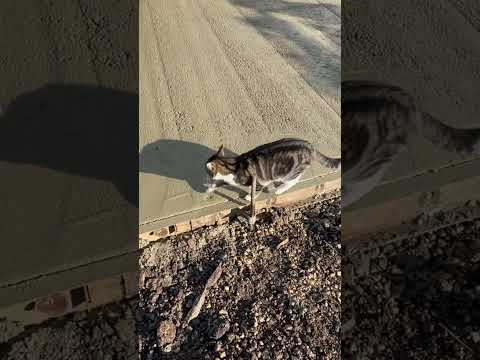 Cat walks on wet concrete