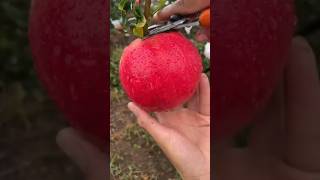 Beautiful Pomegranate #shortvideo #villagegarden  #fruit #satisfying