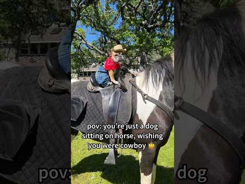 My dog rode a horse! #frenchie #dog  #horse