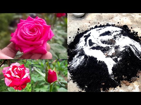 Best potting mix for Roses / How to plant Roses / Learn Gardening