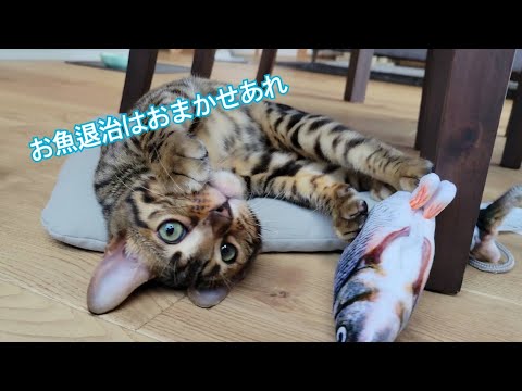 お魚さんに容赦のないベンガルの子猫