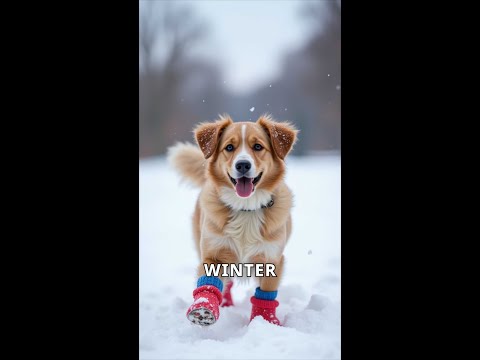 Protect Your Dog's Paws This Winter! #shorts #dogs #christmas