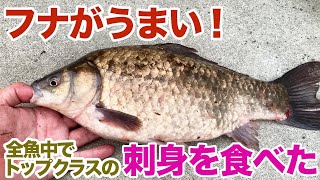 フナがうまい！これは全魚中トップクラスの刺身かもしれん