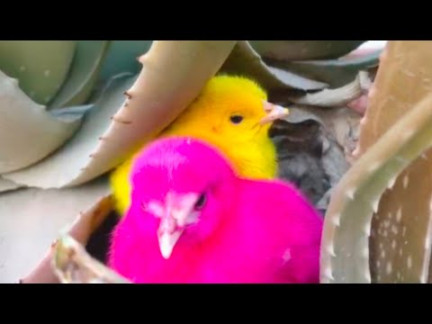 Rainbow chicken | World cute chicken | Colorful chickens | Cute animals