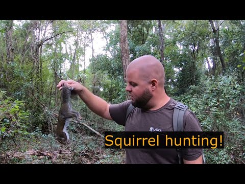 Squirrel and dumplings! Catch and Cook, squirrel hunting!