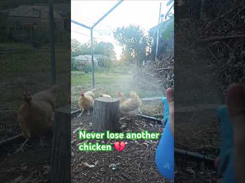 How to keep CHICKENS COOL on hot days! 🐔