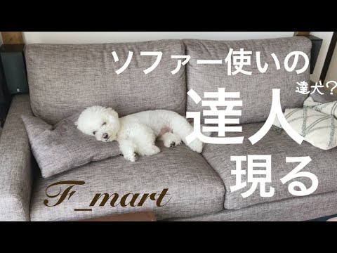 ソファー使いの達人現る　-ビションフリーゼ犬-