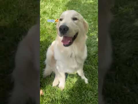 Children's Mercy Facility Dogs Are Good Girls #shorts