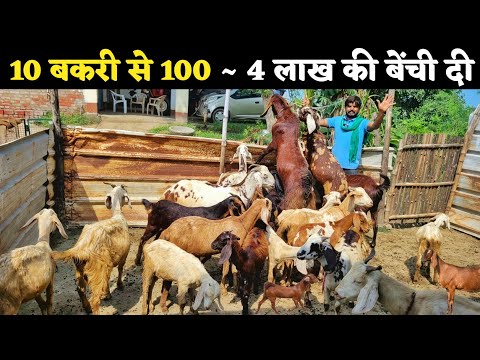 कम खर्चे में देसी और क्रॉस नस्ल बकरी पालन से लाखों कमाता हूं | Goat farming