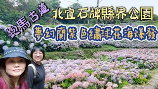 礁溪跑馬古道走往北宜石牌縣界公園 | 初夏正是繡球花海打卡季 | 花迷控的你還不來嗎！113/6/6