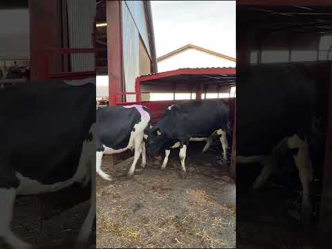 Farm Cows #shorts #fyp #cow #feeding #milking #hoofing