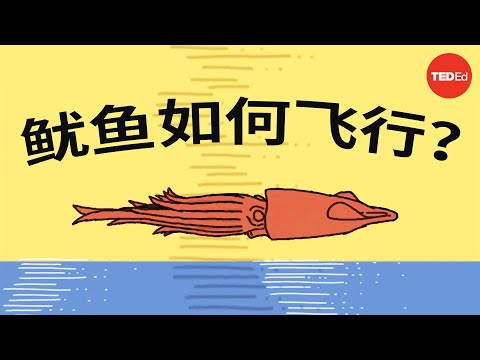 这些鱿鱼会飞……不是开玩笑 - Robert Siddall