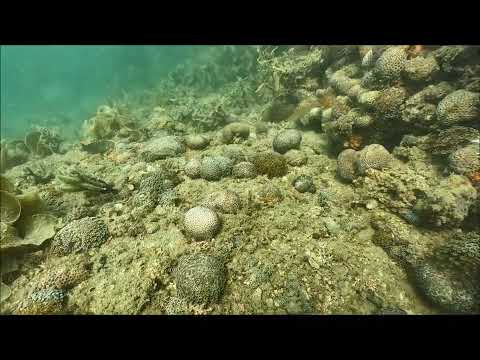 周防大島ニホンアワサンゴ群集：水深2ｍ 2024.8.17