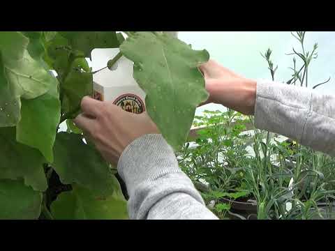 Releasing Lacewing Eggs And Lacewing Larva In The Greenhouse, Dealing With Pests In A Greenhouse