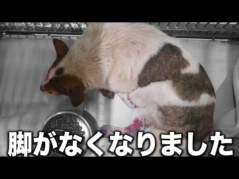 【至急】通報があったので愛護センターに駆けつけたら罠にかかった犬が...