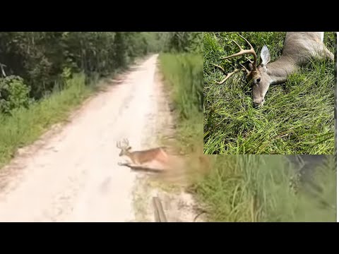 Best Action Clips from 2023 Deer Season! (Part 1)