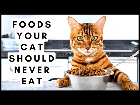 Foods Your Cat Should Never Eat