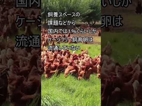 【キューピー】マヨネーズ原料卵を「ケージフリー飼育卵」に移行　#キューピー#マヨネーズ #卵 ＃ケージフリー