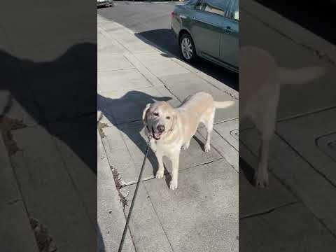 How my Labrador tells me he wants to walk off leash #shorts