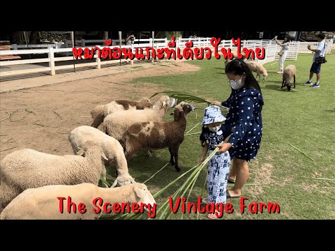 เที่ยวสวนผึ้ง ไปดูหมาต้อนแกะที่เดียวในไทย | The Scenery Vintage Farm | อยากเที่ยวก็เที่ยว