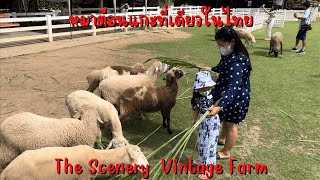 เที่ยวสวนผึ้ง ไปดูหมาต้อนแกะที่เดียวในไทย | The Scenery Vintage Farm | อยากเที่ยวก็เที่ยว