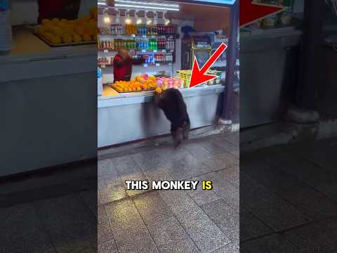 Monkey Caught Stealing