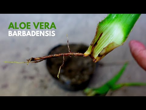 Aloe vera Barbadensis Leaf Propagation