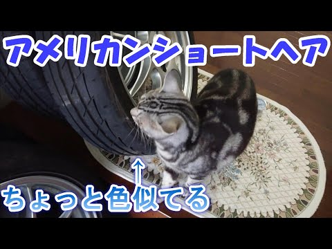 タイヤは命を乗せている。猫も乗せている（アメリカンショートヘア）