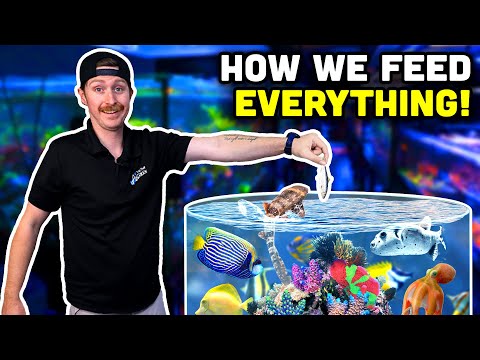 Feeding Secrets of Top Shelf Aquatics REVEALED!