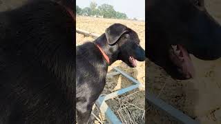 Chiku Labrador dog day15 #chikulabradordog #trending #doglover #chikuthepet #dogvideo  #dog#labrador