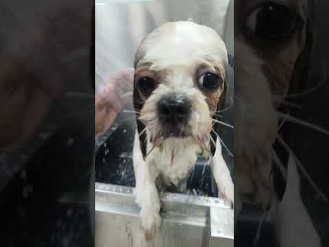 dog day was very exciting for a bath|Dog moment #dog #petlover #doglover 🐕