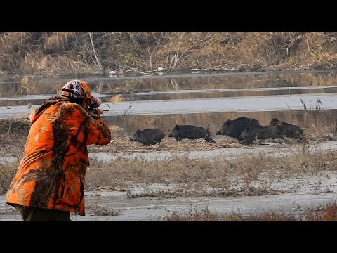 AMAZING WILD BOAR HUNT ADVENTURES, PERFECT HOG SHOTS #hunting #wildlife