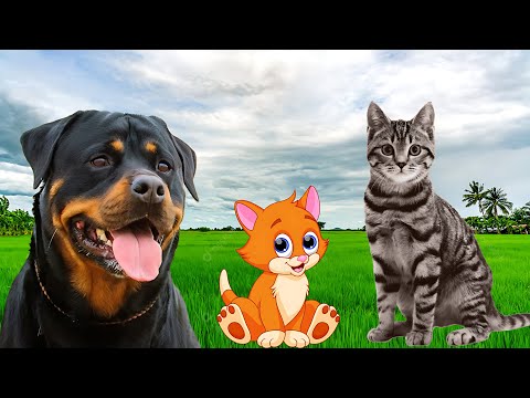 Cat sound. Kitten sweating. Dog sound. Curiosities about animals. Som de gatos e cachorros.