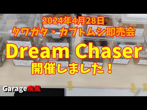 即売会 Dream Chaser 開催しました。　準備中の出店者との雑談を少々・・・。　#クワガタ #カブトムシ