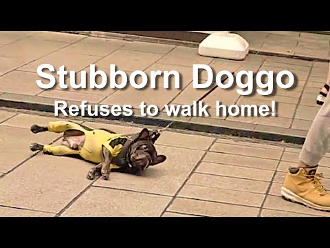 Stubborn doggo refuses to walk home