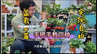 新手都可以把草莓种活种好，果子多到吃不完的种植教程来了