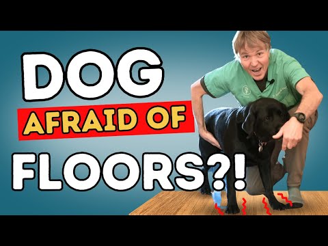 Dog Anxiety Remedy: Is Your Dog Terrified of Walking on Hardwood Floors? Try This Now!