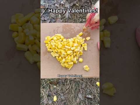 Happy Valentines from the ranch! #chickens #chicken #chicks #chick #hens #hen #geese #goose #duck