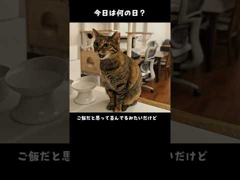 我慢する顔も可愛い猫