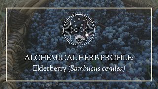 Alchemical Herb Profile: Elderberry (Sambucus cerulea)