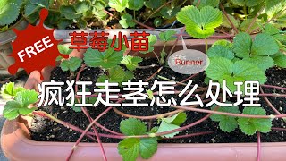 【种草莓】疯狂长走茎时需要这样做｜如何在不伤害草莓母体的同时获取免费小苗