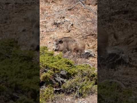 Amazing Bullet Vapor Trail at 488 Meters (533 Yards) - Hog Hunting