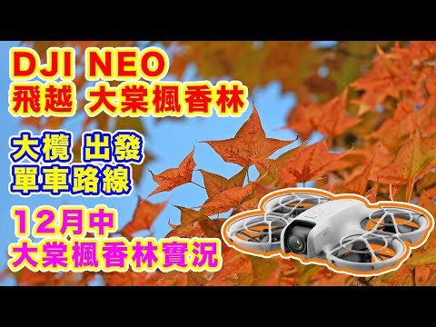 【DJI NEO 飛越 大棠楓香林】12月中 大棠楓香林實況 | 踩小布單車 由大欖出發 | 紅葉情報 | 大欖郊野公園楓香林 | Nikon Zfc 無反相機拍攝