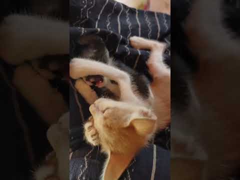 Paduthuraya #trending #cat #petlove #funny #petlover #catlover #cute #viralvideo #viralshorts