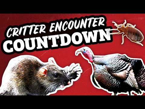 You Won't Believe These Top Critter Encounters of 2024! | Around Town