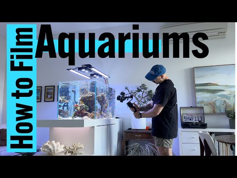 How to film your aquarium like a pro!