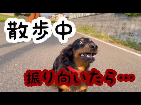 【恐怖】散歩中に飼い主を狙う犬