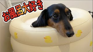 お風呂が好きすぎて自分で風呂に入る犬くん